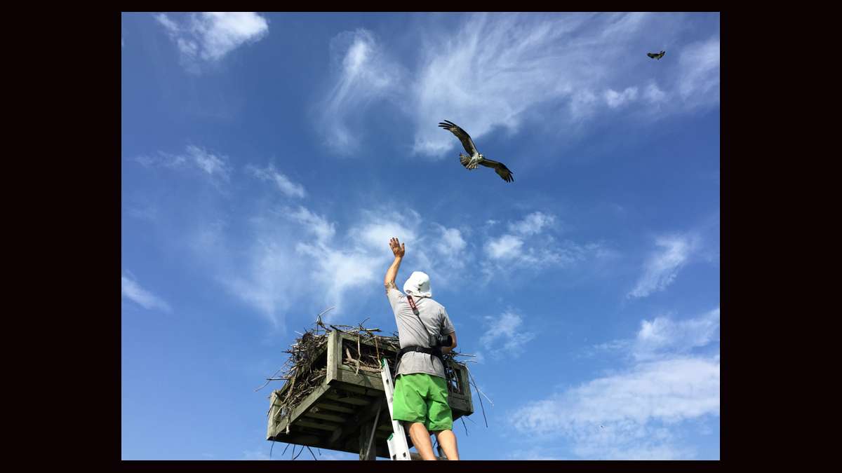 Ben Wurst raises his hand as an osprey approaches the nest. (Justin Auciello for WHYY)