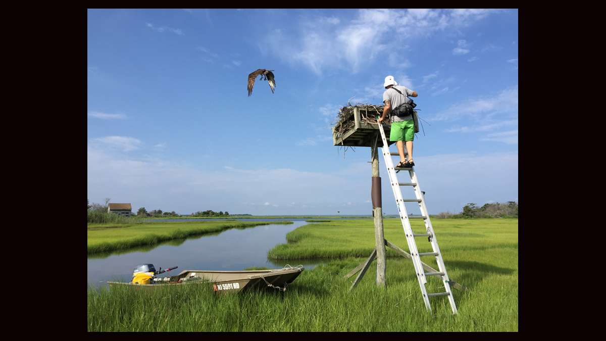 Ben Wurst ready to access an osprey nest. (Justin Auciello for WHYY)