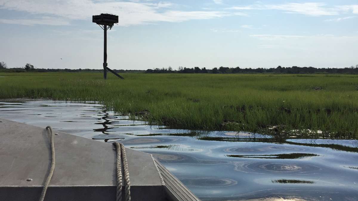 Approaching an osprey nest within Sedges Islands State Wildlife Management Area. (Justin Auciello for WHYY)