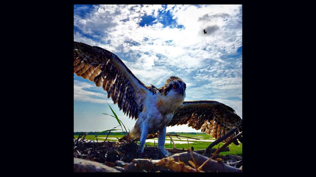 A newly banded nestling and its mother keeping watch above at the Sedge Island Wildlife Management Area in Barnegat Bay. (Justin Auciello for WHYY)