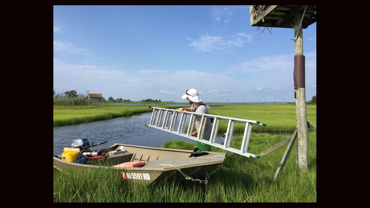 Ben Wurst unloading a ladder from the boat to access an osprey nest. (Justin Auciello for WHYY)