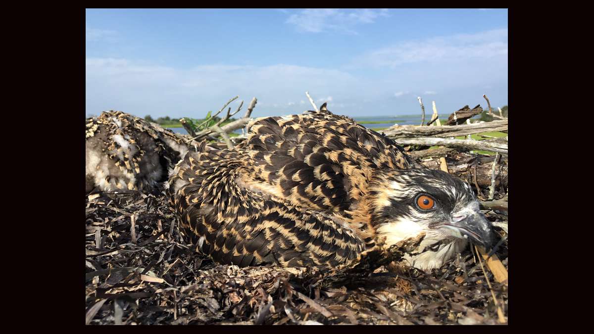 Osprey chicks huddling in the nest. (Justin Auciello for WHYY)