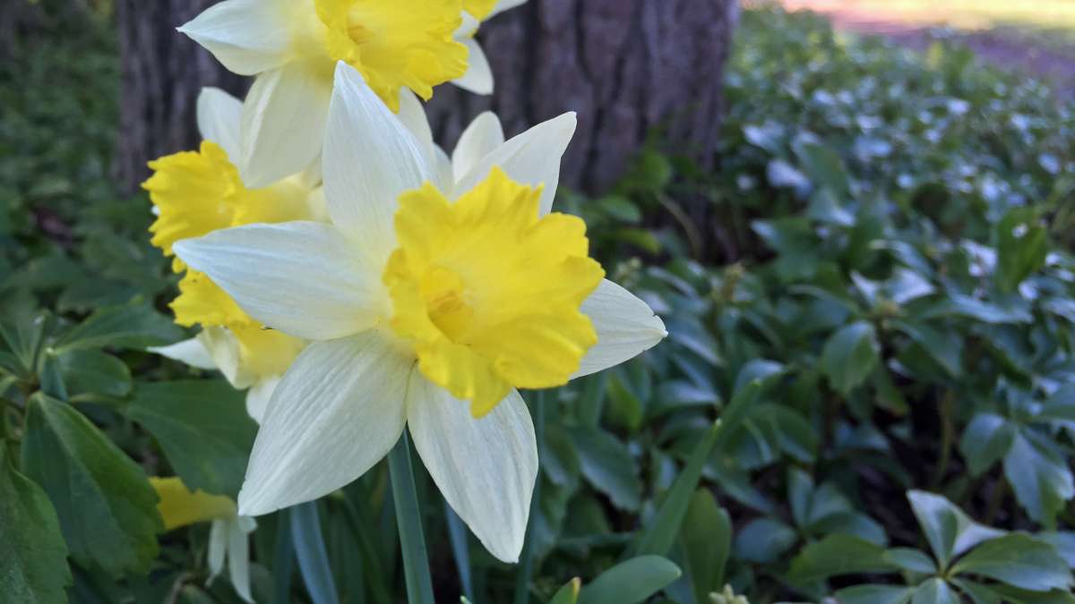 First signs of spring in New Jersey [Photos] - WHYY