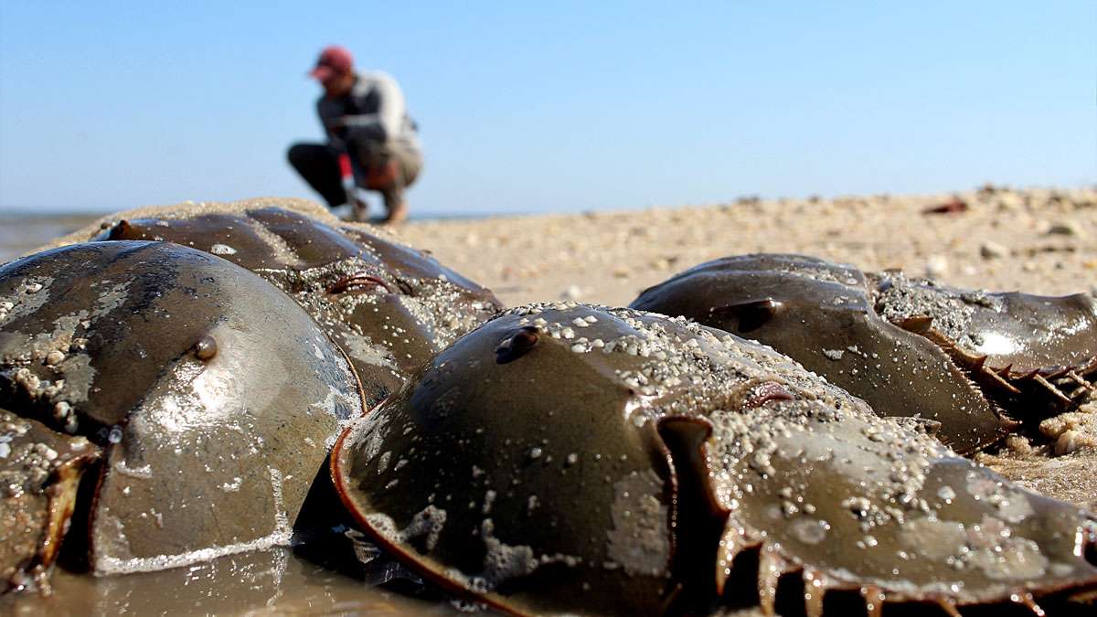 Horseshoe crabs lay eggs that the Red Knot rely on.