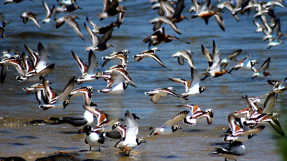 Shorebirds take flight along the Delware Bay in Cape May County, New Jersey.