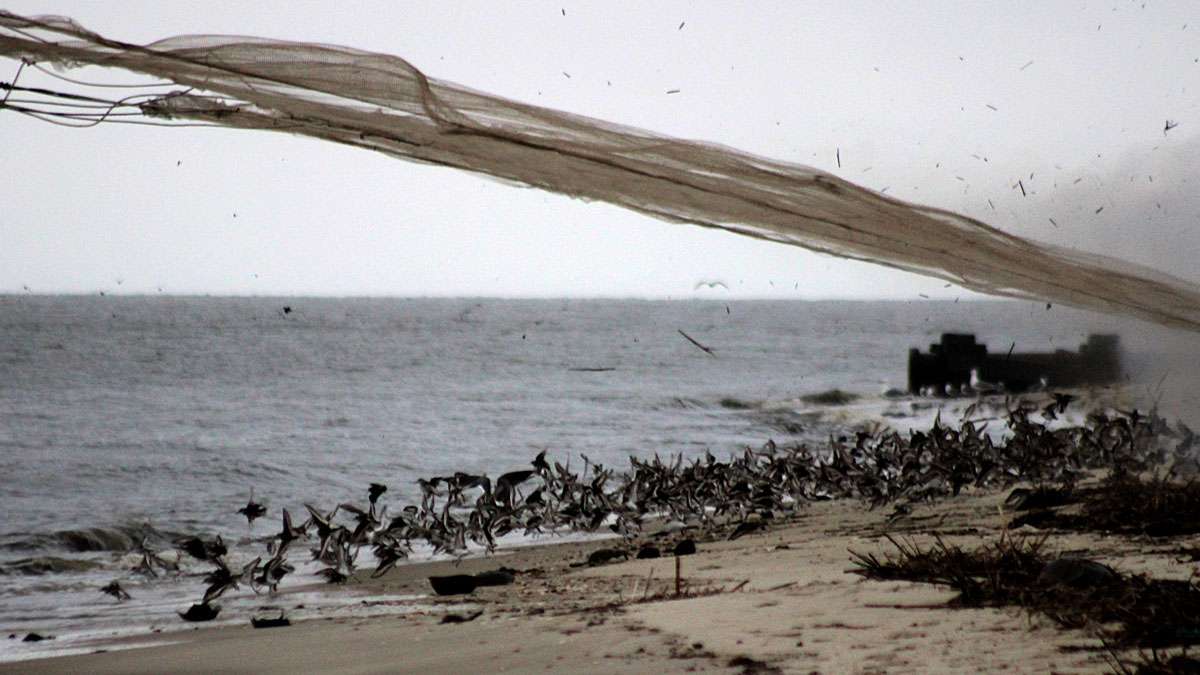 The moment the net is fired over the birds on the beach.