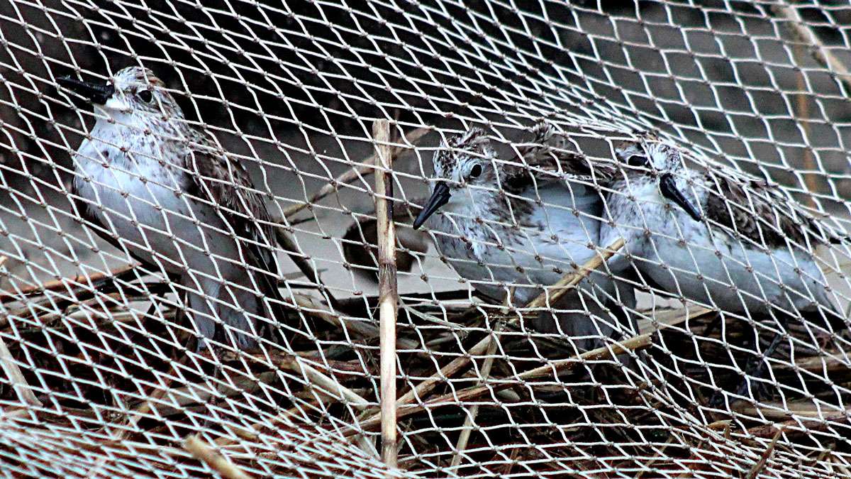 Birds under the net before they are tagged and released.