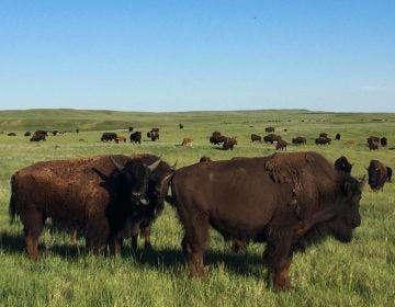  Buffalo on the Fort Peck Reservation. (Courtesy of Amy Martin) 