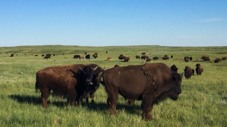  Buffalo on the Fort Peck Reservation. (Courtesy of Amy Martin) 