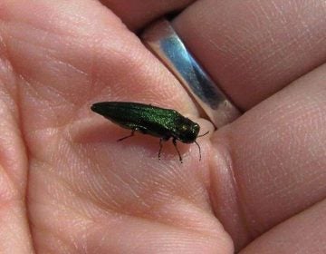  Emerald ash borer (NewsWorks file photo) 