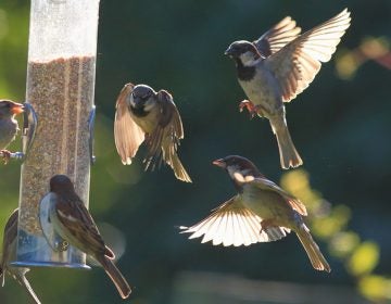 (<a href='https://www.bigstockphoto.com/image-196333975/stock-photo-group-of-sparrows-eating-seeds-from-garden-bird-feeder-on-a-sunny-morning'>tenor</a>/Big Stock Photo)