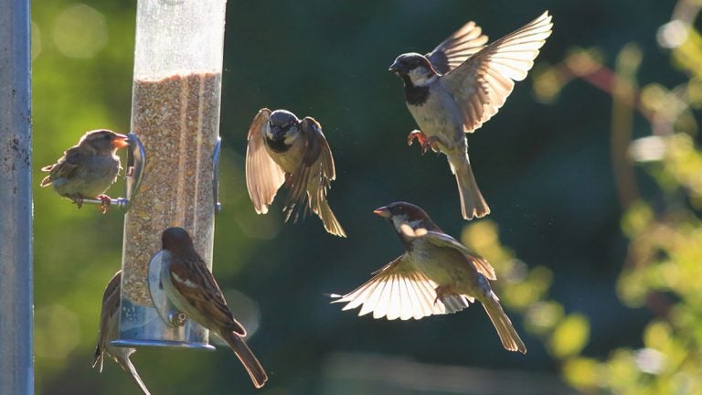 (<a href='https://www.bigstockphoto.com/image-196333975/stock-photo-group-of-sparrows-eating-seeds-from-garden-bird-feeder-on-a-sunny-morning'>tenor</a>/Big Stock Photo)