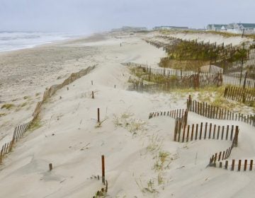 Dunes in Midway Beach, South Seaside Park, New Jersey. (Dominick Solazzo)