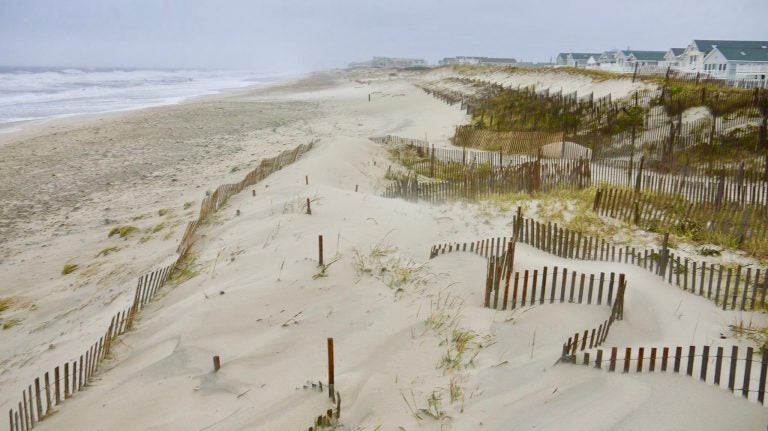 Dunes in Midway Beach, South Seaside Park, New Jersey. (Dominick Solazzo)