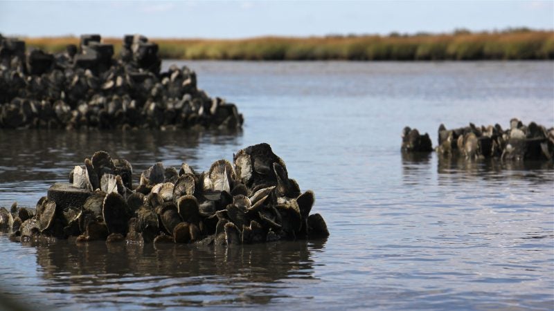 Low tide at Money Island exposes man-made oyster towers.