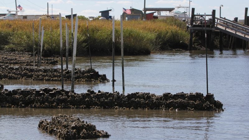 Low tide at Money Island exposes man-made oyster towers.