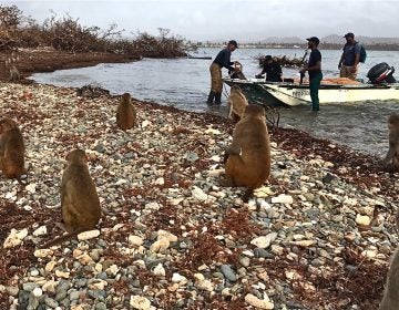 A half dozen monkeys sit on a stony shore watching a boat come in