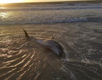 A dolphin washed ashore in Sea Isle City. (Image: Marine Mammal Stranding Center)