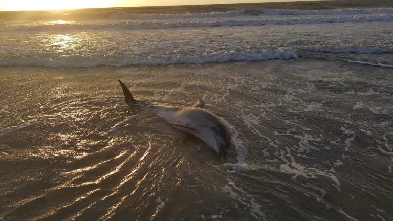 A dolphin washed ashore in Sea Isle City. (Image: Marine Mammal Stranding Center)