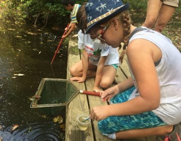 Fifth grader studying health of pond at Brandywine Red Clay Alliance in West Chester (Shirley Min/WHYY)