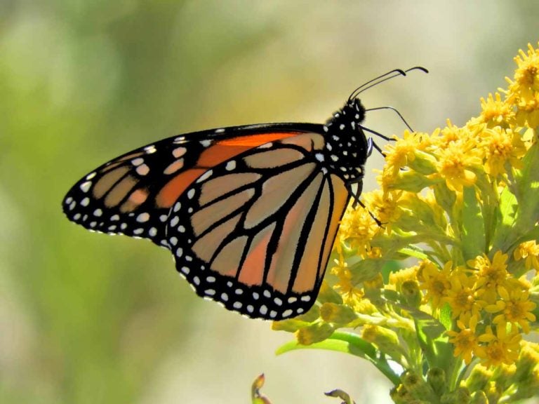 A monarch butterfly in Cape May, New Jersey. (Courtesy of Mark Garland)