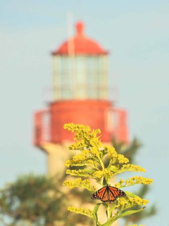 Monarch butterflies don't need lighthouses because they can read the earth's magnetic field like a compass. (Photo courtesy of Mark Garland)