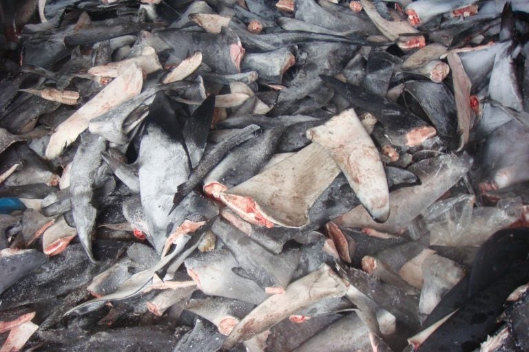 A pile of shark fins. (Courtesy of Oceana/Ricardo Roberto Fernandez Martinez)