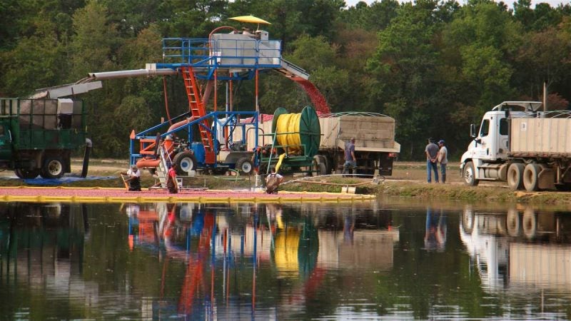 Heavy equipment; cranberries on a flooded bog are gathered within a boom and pushed toward an uptake basket.