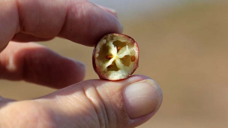 The hollow, quartered interior of a cranberry