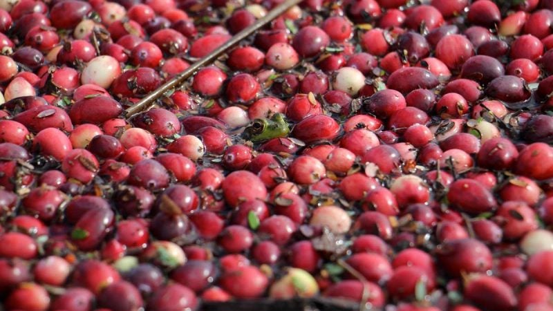 A little green frog peeks out from the cranberries