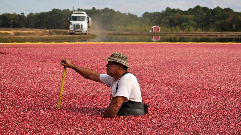 A cranberry farmer in waders waist deep in a bog