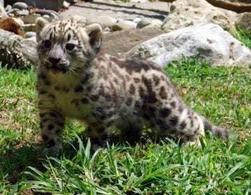 An image of Zara courtesy of the Cape May County Zoo.