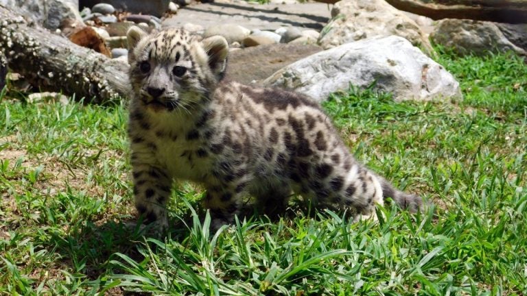 An image of Zara courtesy of the Cape May County Zoo.