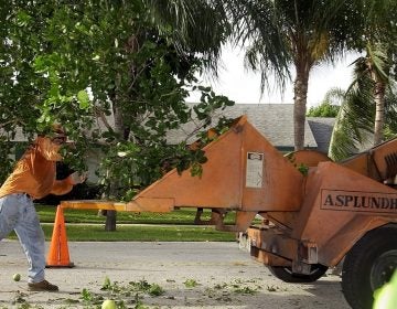 Prosecutors say the Asplundh company 'remained willfully blind' while managers hired workers they knew to be in the country illegally. The company, based in Willow Grove, Pennsylvania, has been fined $95 million. (AP file photo)