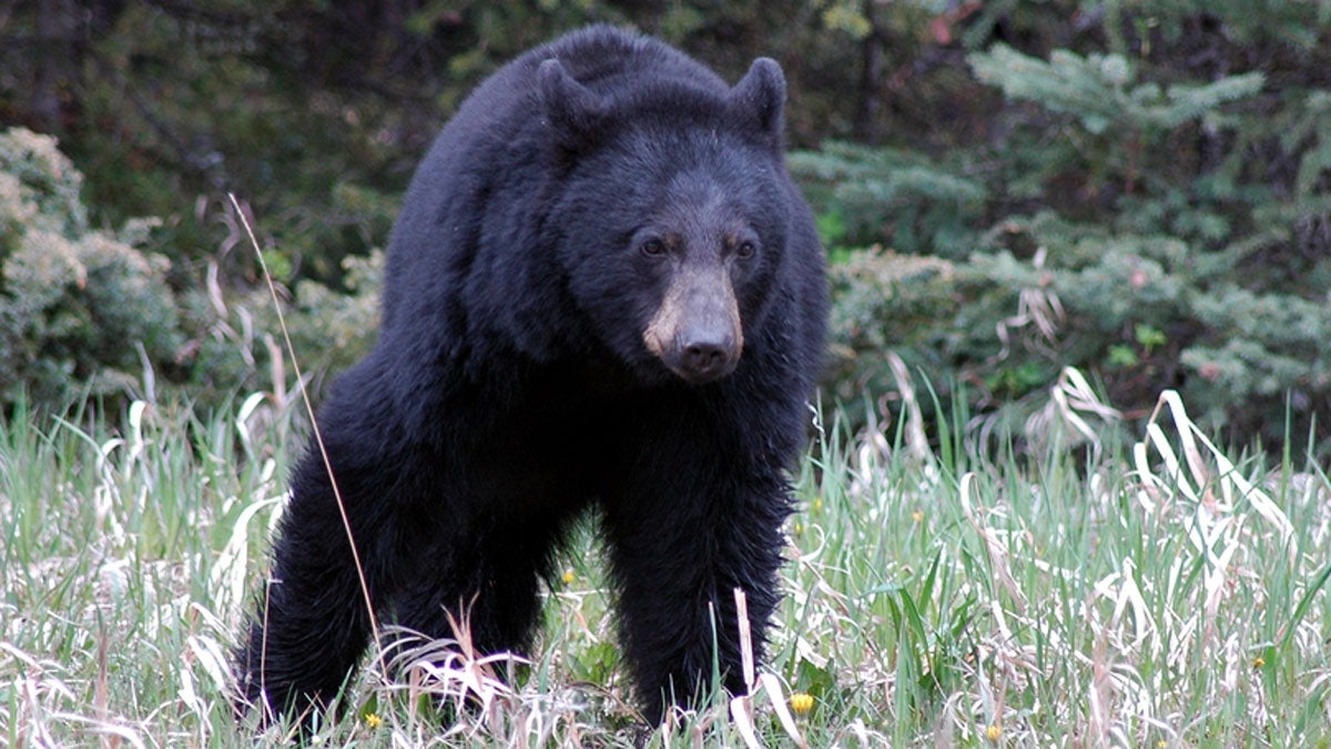 Group Calls on Murphy Administration to Cancel Bear Hunt - Insider NJ