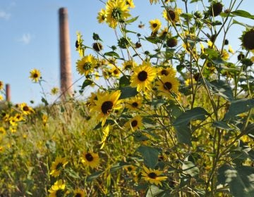 Sunflowers blossom alongside railroad tracks in St. Louis. These meadows, which contain both native and invasive plants, serve as essential wildlife habitat in the city. (Boyce Upholdt/for WHYY)