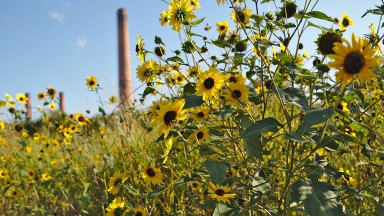 Sunflowers blossom alongside railroad tracks in St. Louis. These meadows, which contain both native and invasive plants, serve as essential wildlife habitat in the city. (Boyce Upholdt/for WHYY)