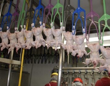 Raw chickens hang from colorful machinery