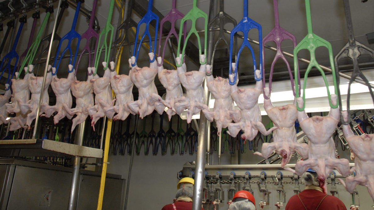 Del. poultry plant spills million gallons of slaughterhouse waste WHYY