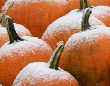 Frosty pumpkins. (Public domain image)