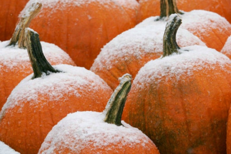 Frosty pumpkins. (Public domain image)