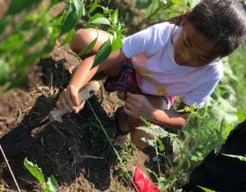 A young girl works in a community garden.