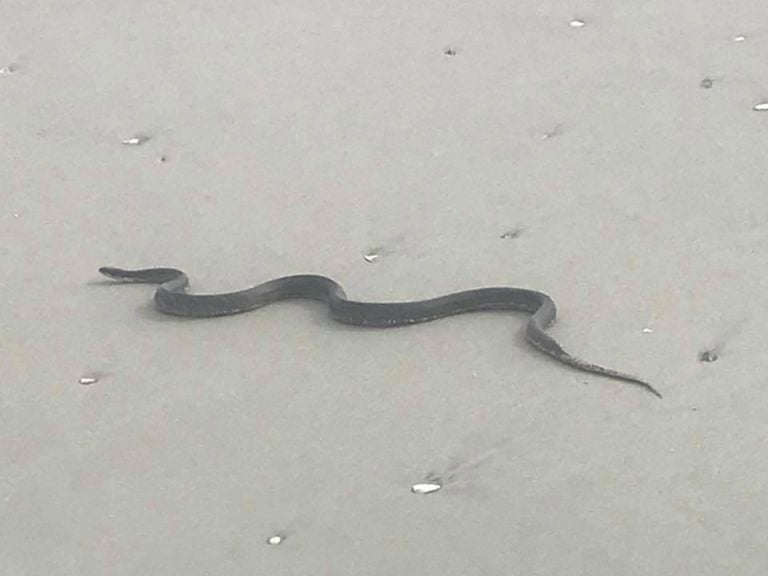 A rat snake on a Wildwood Crest beach. (Image: Diana Coppinger‎/Cool Cape May via Facebook)