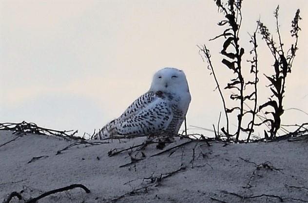 They’re back… Snowy owls return to the Jersey Shore - WHYY