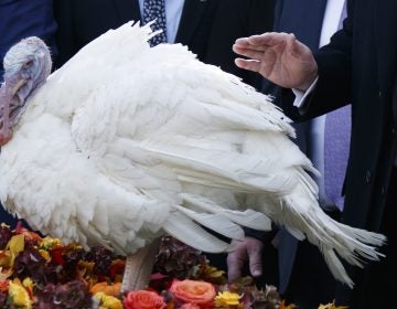 National Thanksgiving Turkey Pardoning Ceremony