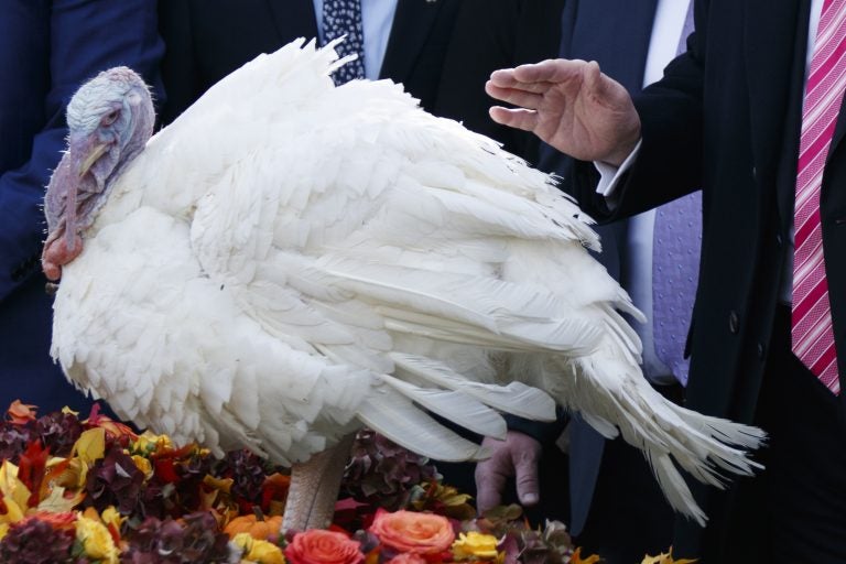 National Thanksgiving Turkey Pardoning Ceremony