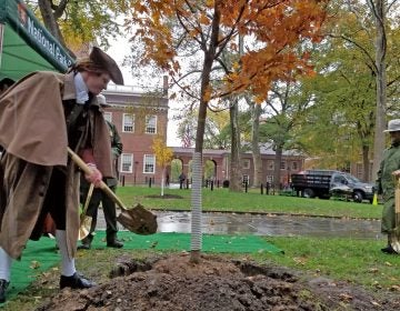 An actor portraying Thomas Jefferson helps plant a new tree in Independence National Historic Park. (Peter Crimmins/WHYY)