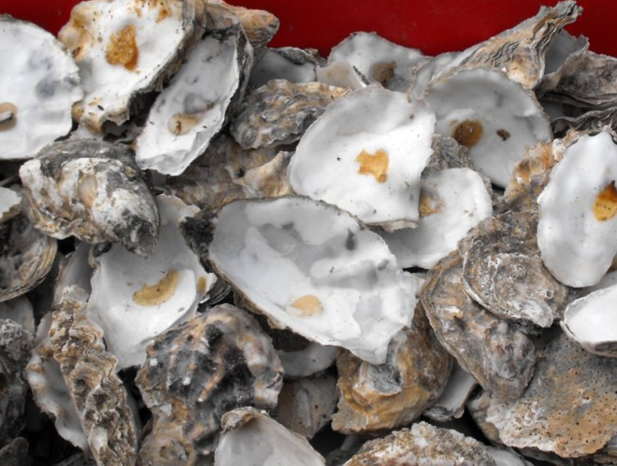 N.J. reef naturally produces baby oysters WHYY