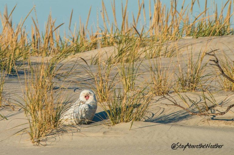 A Long Beach Island snowy owl. (Image: Stay Above the Weather)