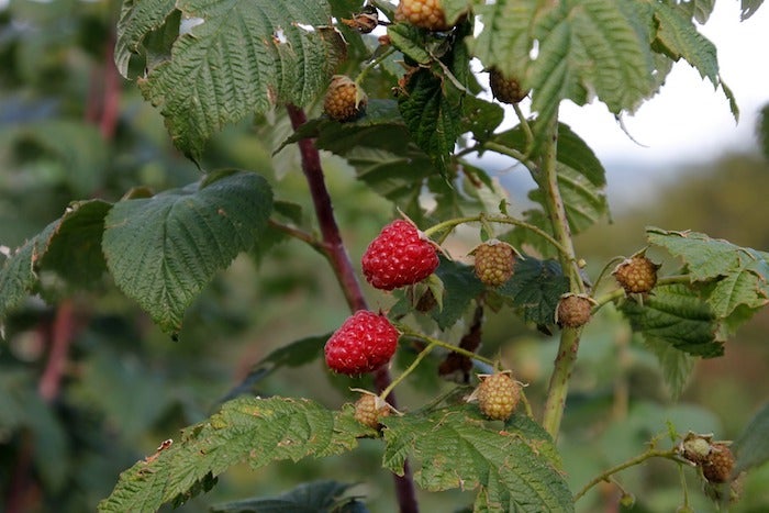 raspberries worms texas raspberry growing central berries pest town whyy